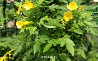 OPPO K12X 5G
