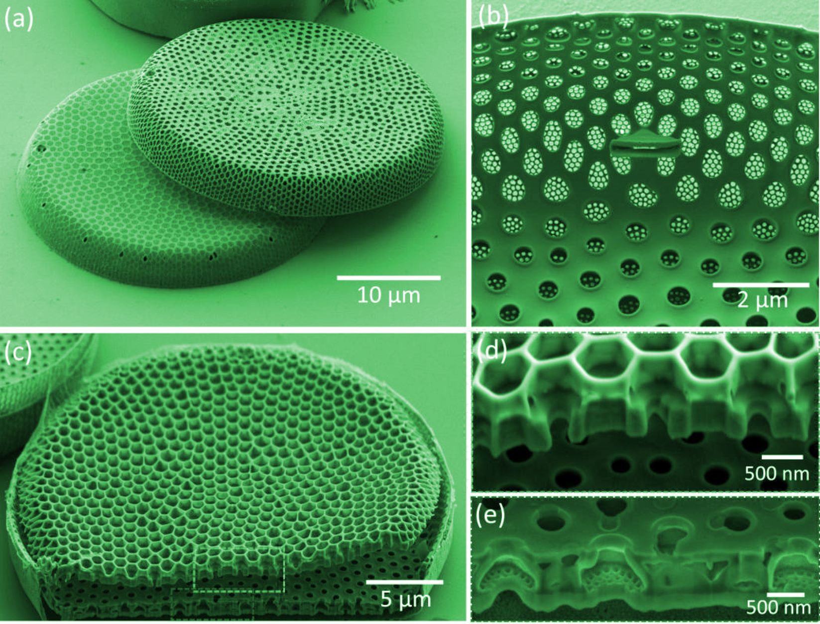 Algae Use a Natural Optical Trick to Supercharge Photosynthesis