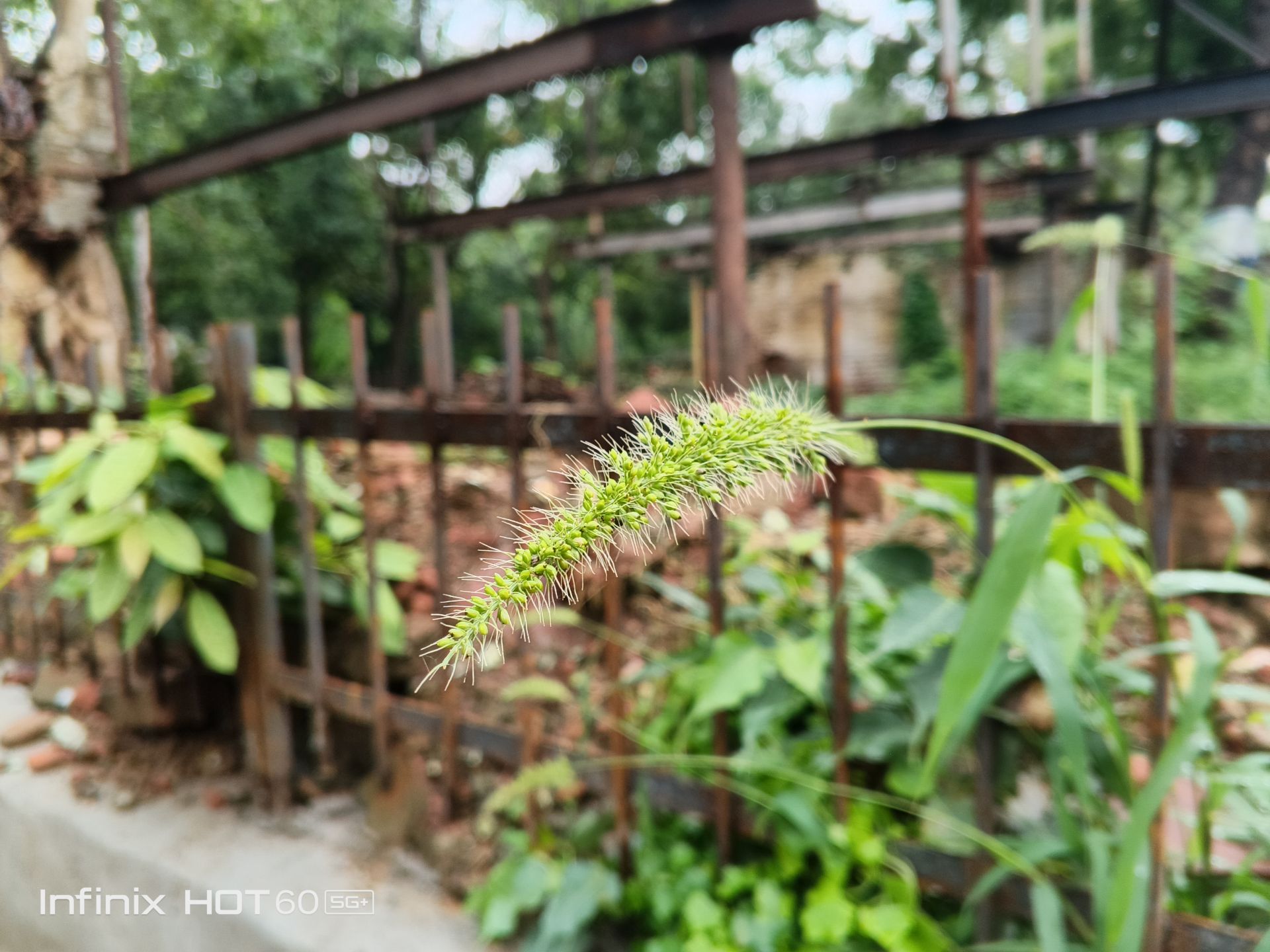 Infinix Hot 60 5G+ Camera Samples
