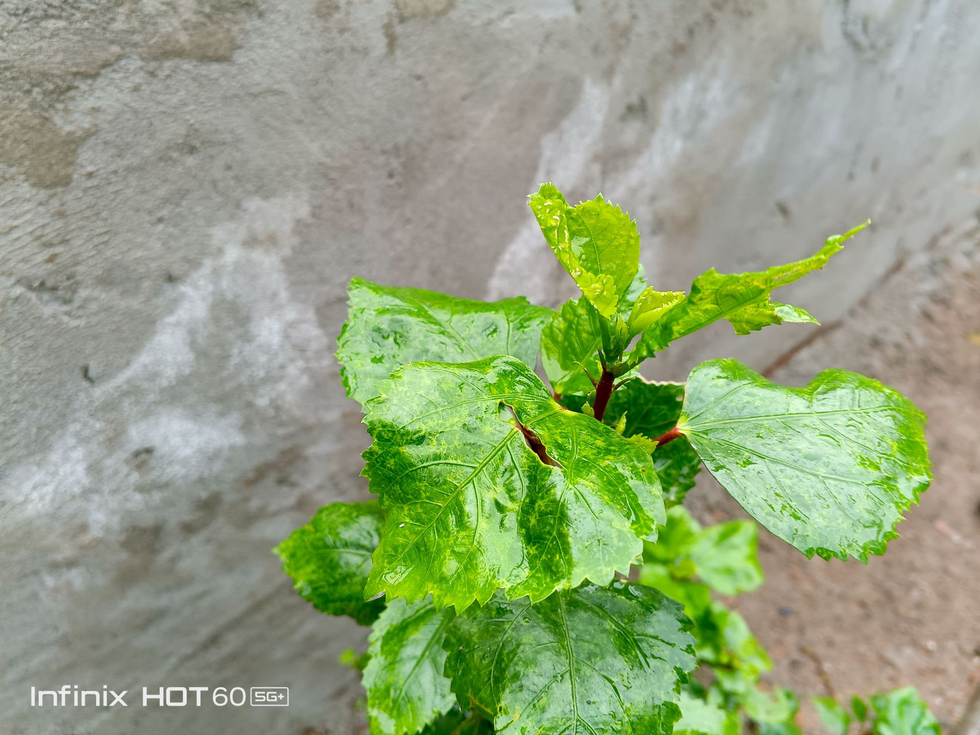 Infinix Hot 60 5G+ Camera Samples