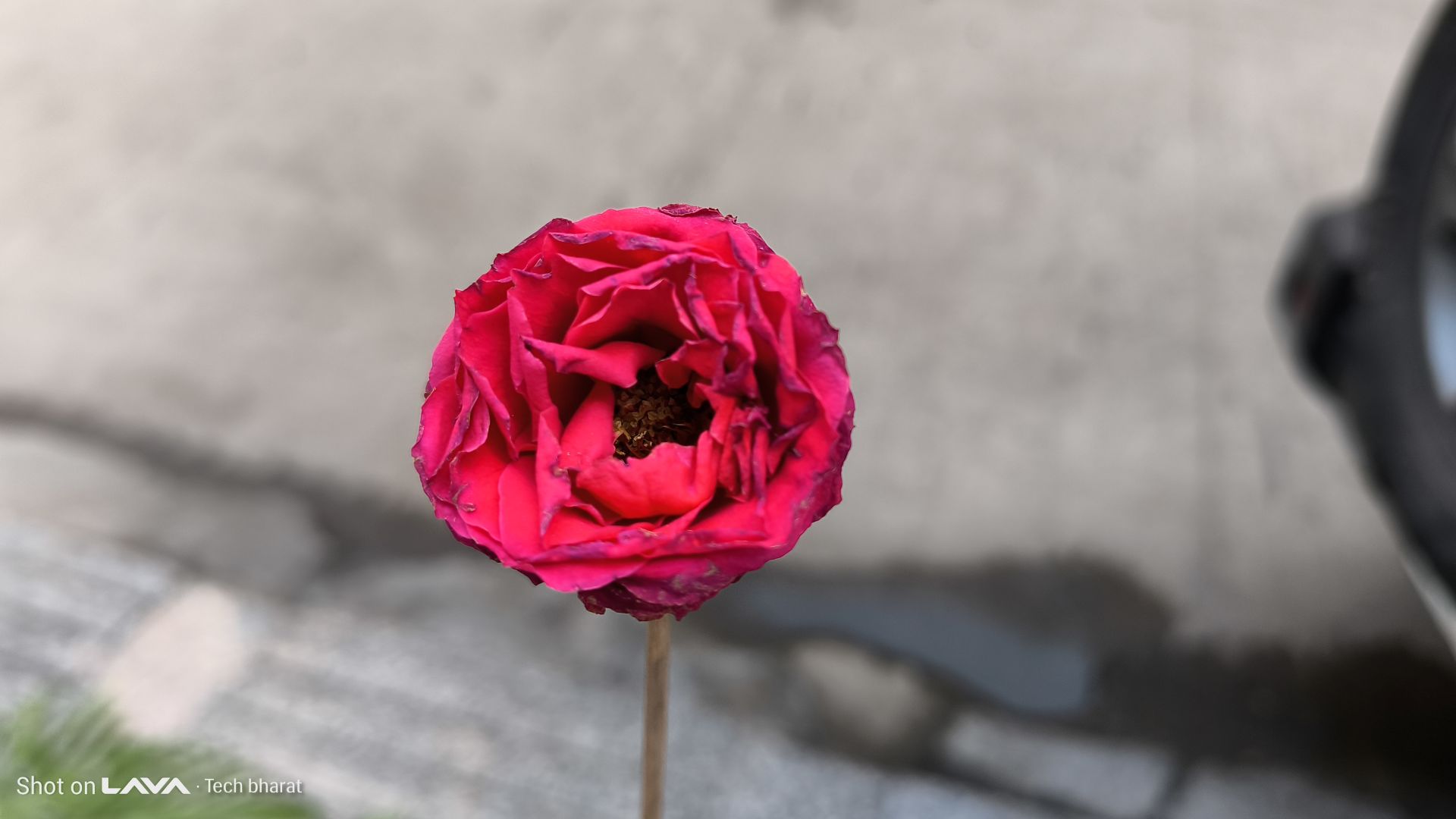 Lava Agni 4 5G Review: Is This the Best Budget 5G Phone in 2025? 15 Lava Agni Camera Samples