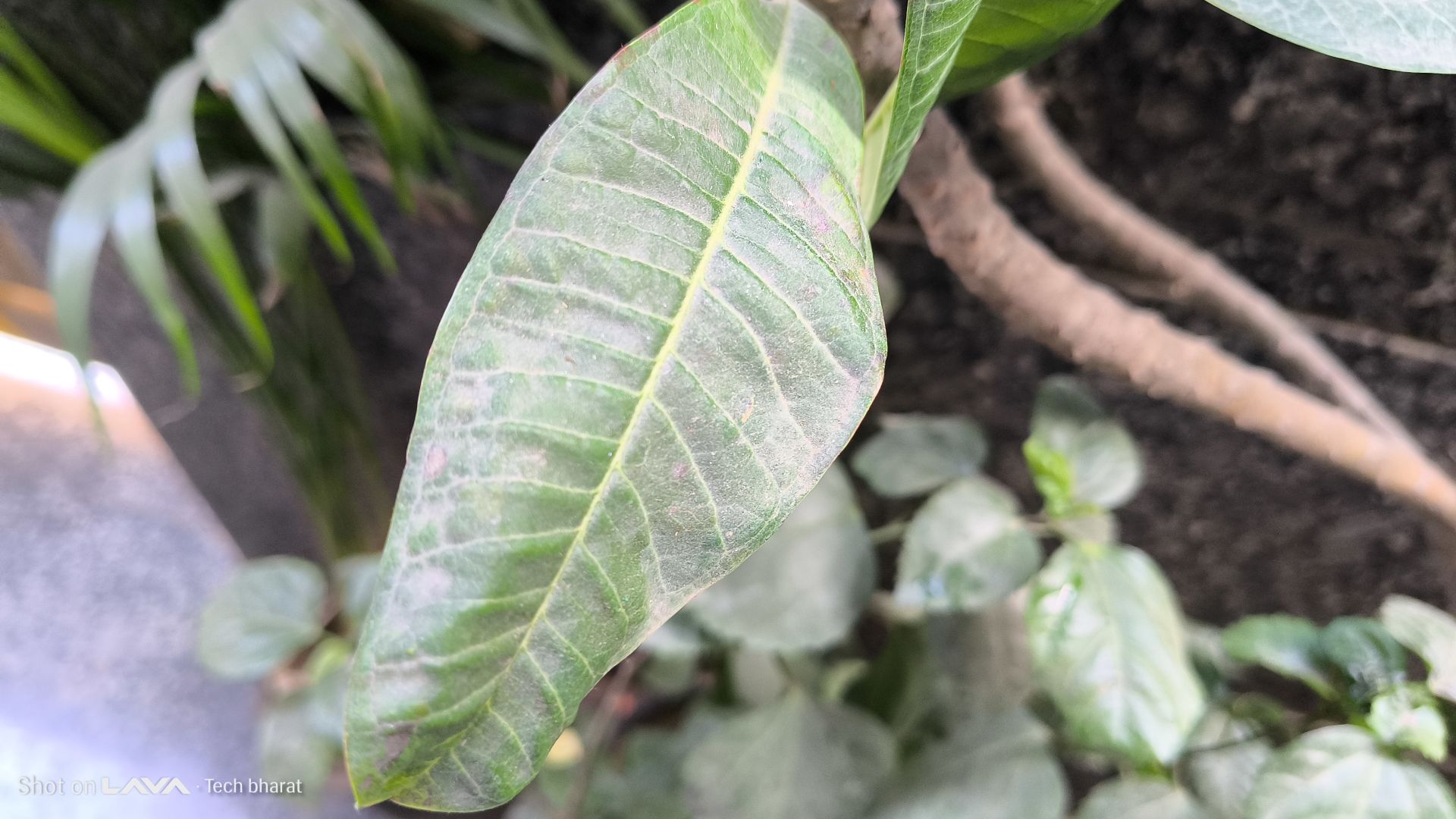 Lava Agni 4 5G Review: Is This the Best Budget 5G Phone in 2025? 16 Lava Agni Camera Samples