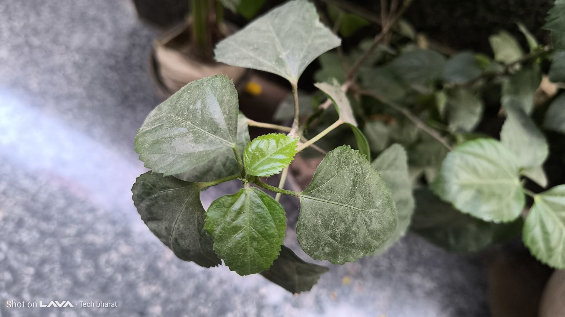 Lava Agni 4 5G Review: Is This the Best Budget 5G Phone in 2025? 14 Lava Agni Camera Samples