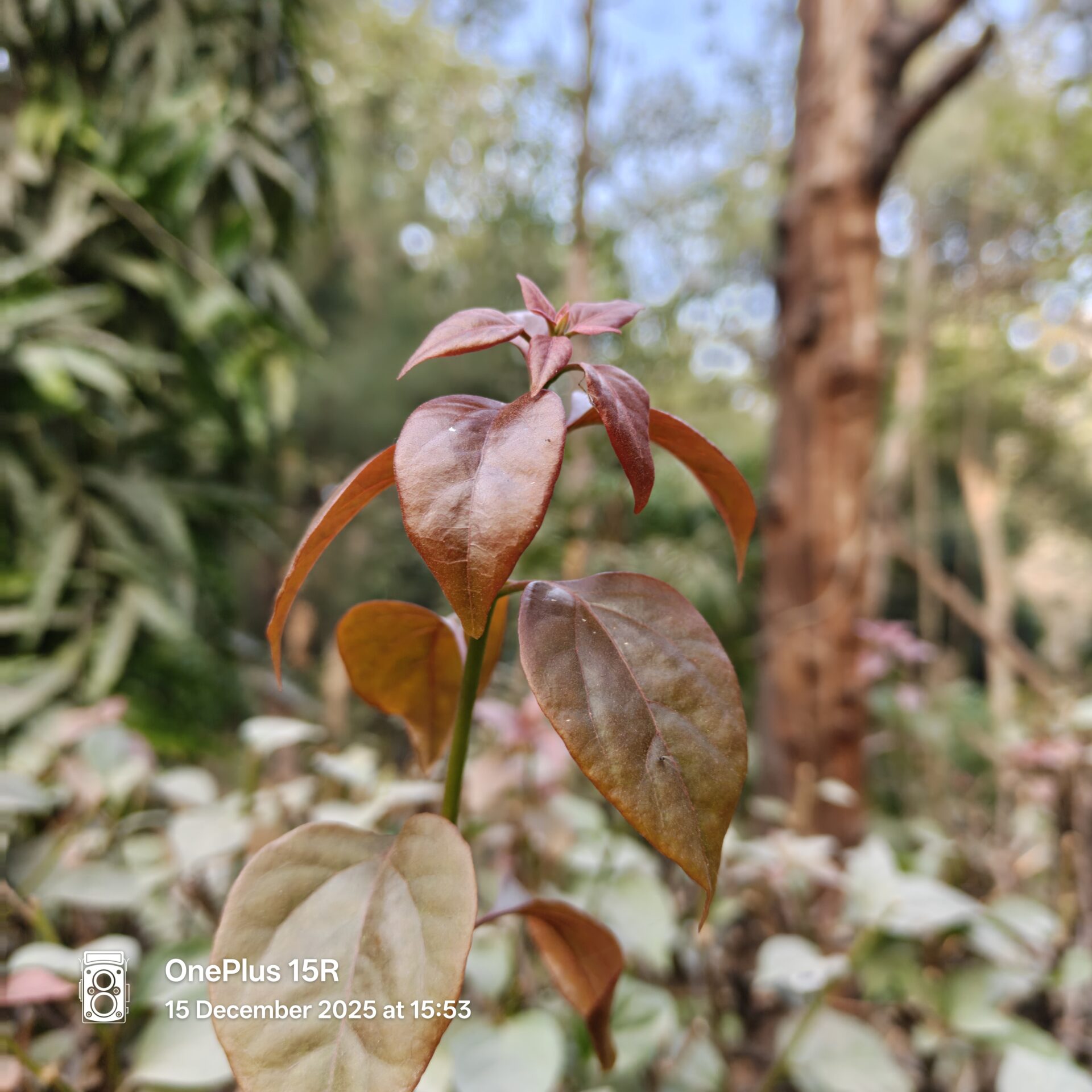 OnePlus 15R Camera Samples